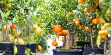 PEDIDOS DE MUDAS FRUTÍFERAS ORNAMENTAIS E SOMBRAS